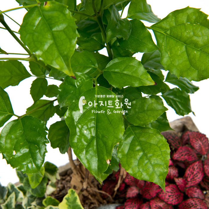 상세이미지