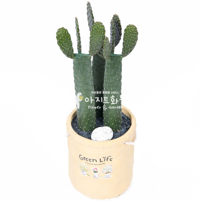 상세이미지