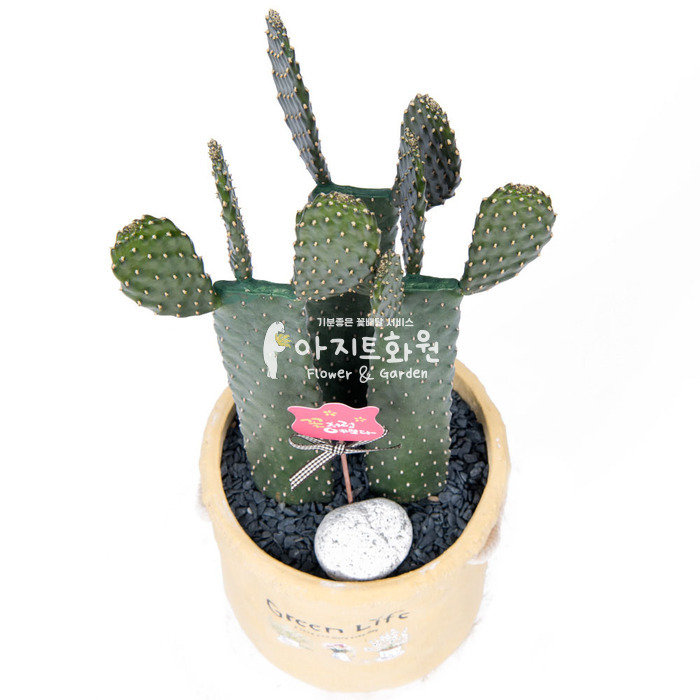 상세이미지