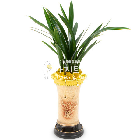 동양란7