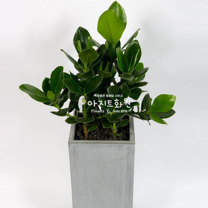 상세이미지