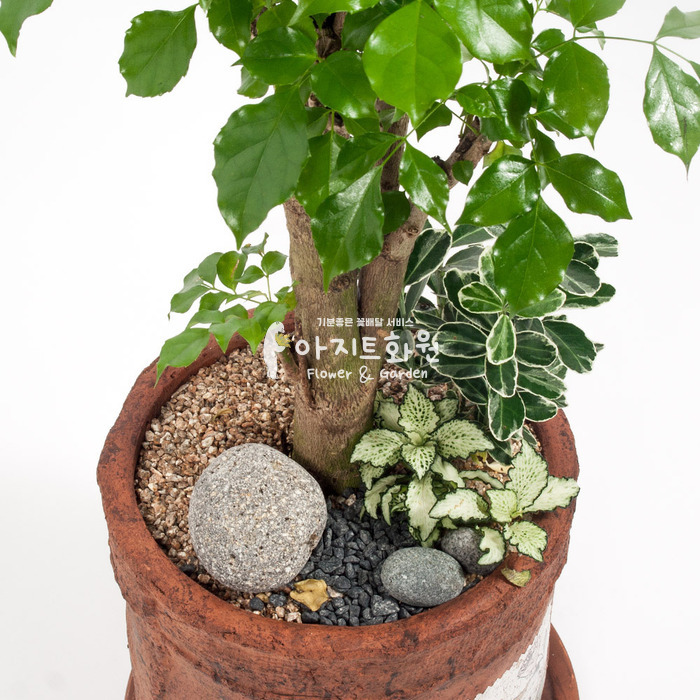 상세이미지