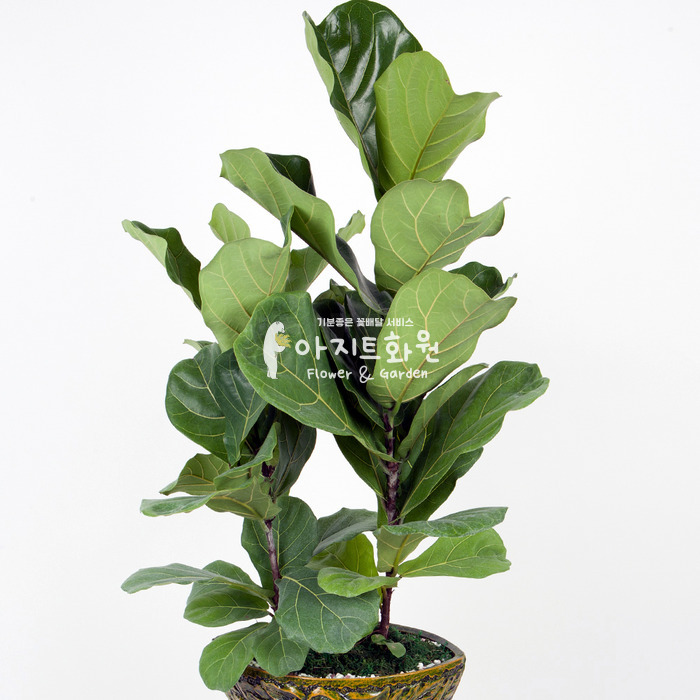 상세이미지