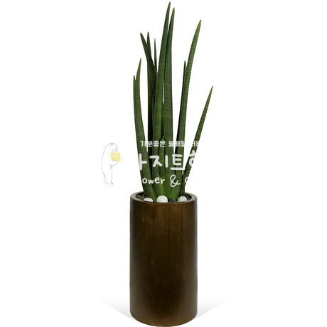 명품 스투키(높이 약70cm내외)