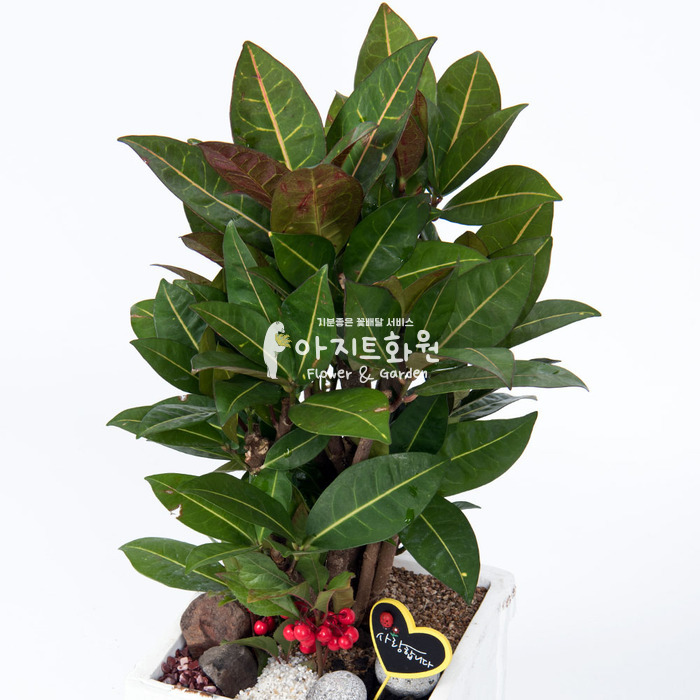 상세이미지