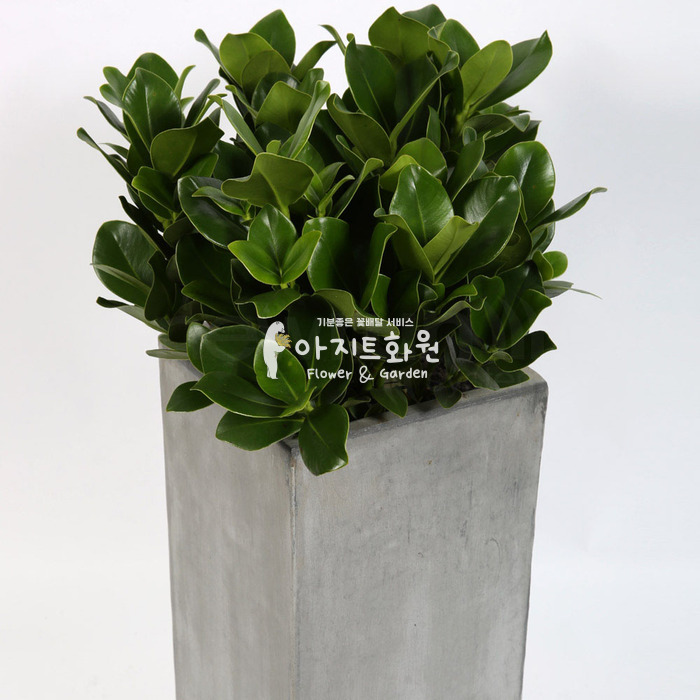 상세이미지