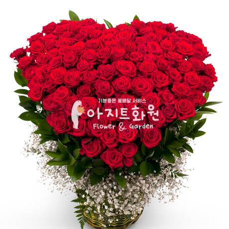 100송이 레드빛 사랑