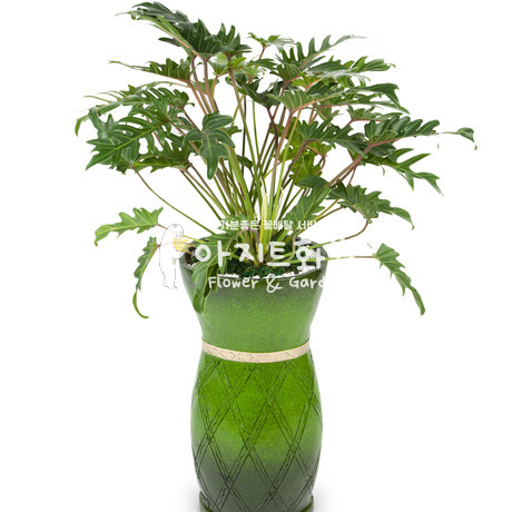 행복을주는 셀렘