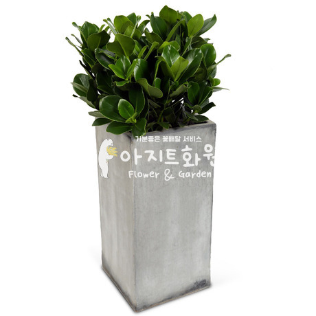 크루시아