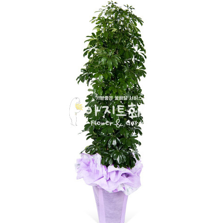 홍콩야자