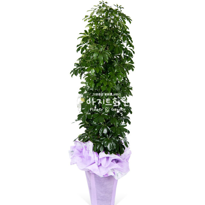 상세이미지