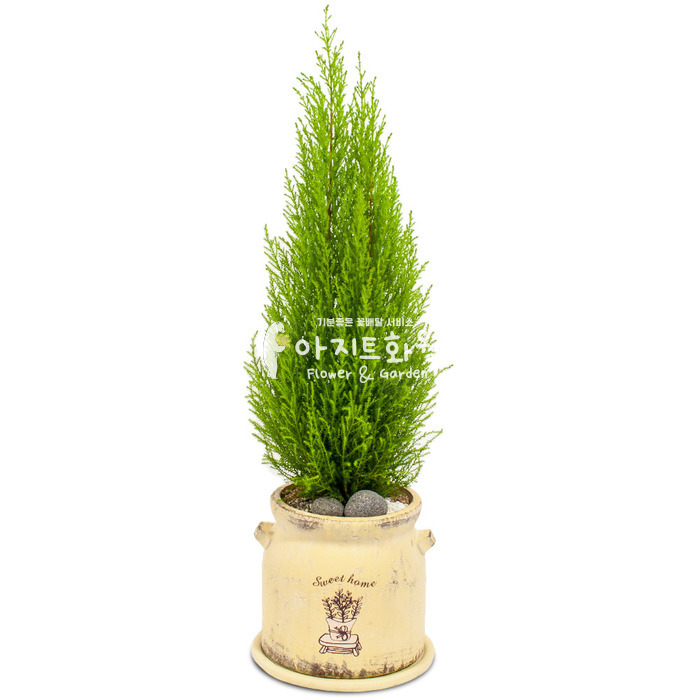 상세이미지