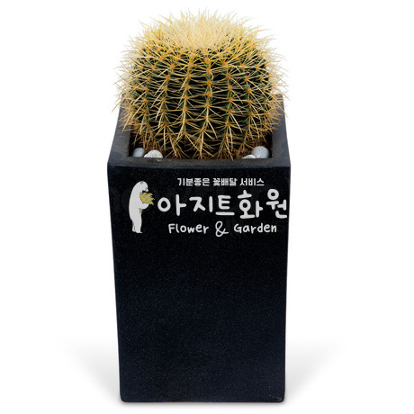 선인장 s310