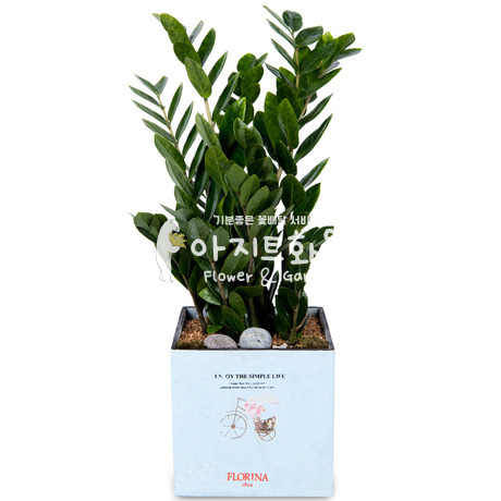 탁상용 금전수