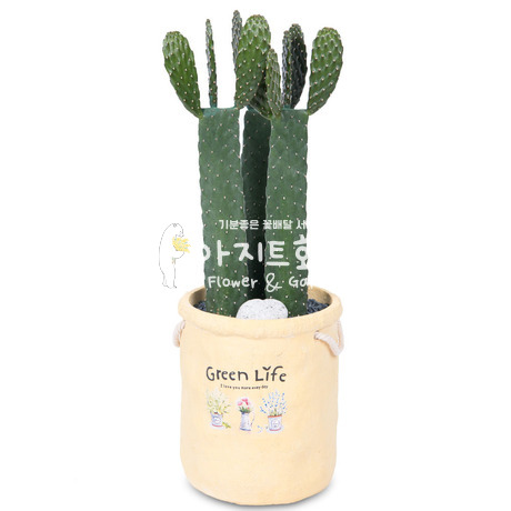 만세 선인장