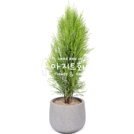 율마