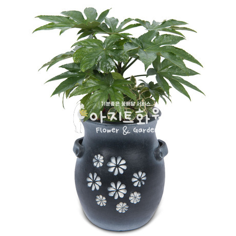 팔손이 m931