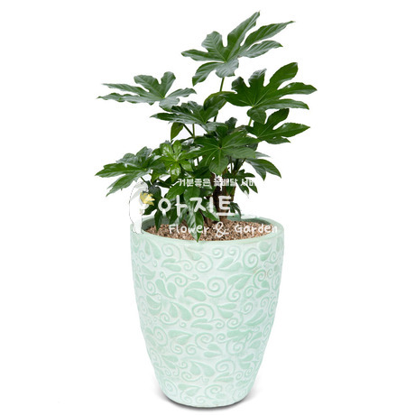 팔손이 m935