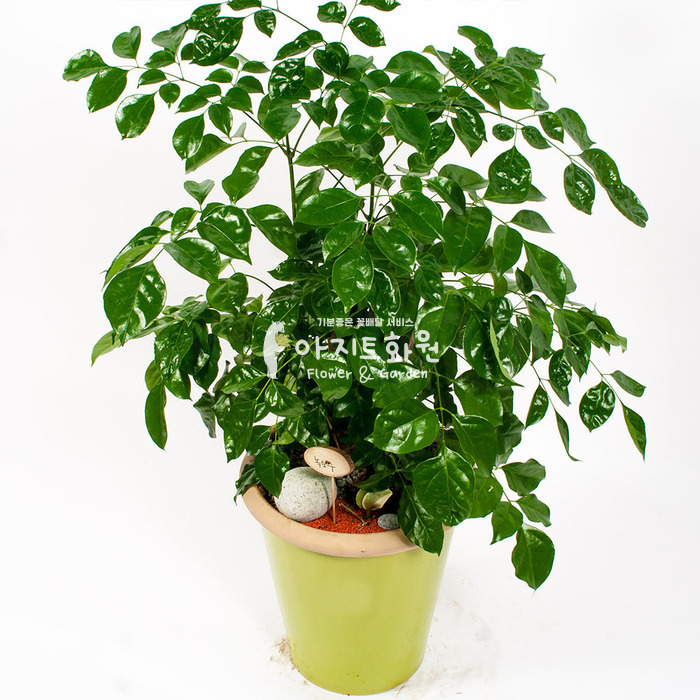 상세이미지