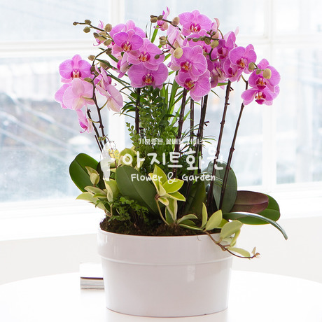 호접란 f8805