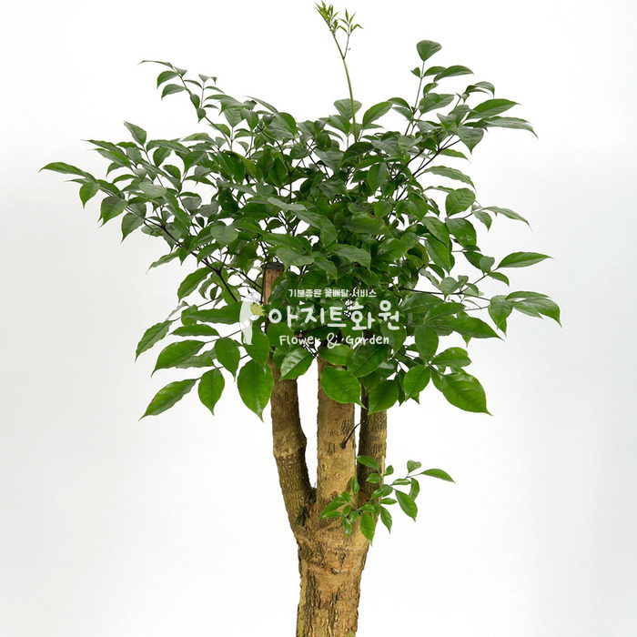 상세이미지