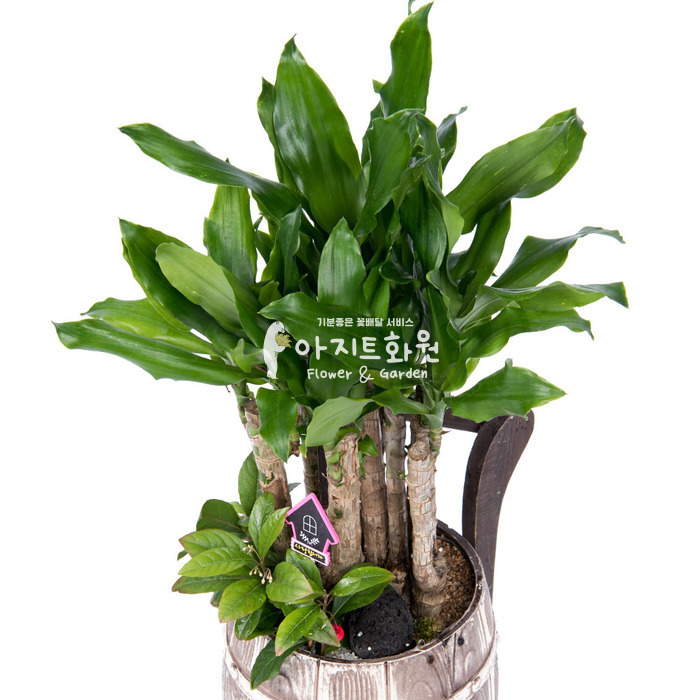 상세이미지
