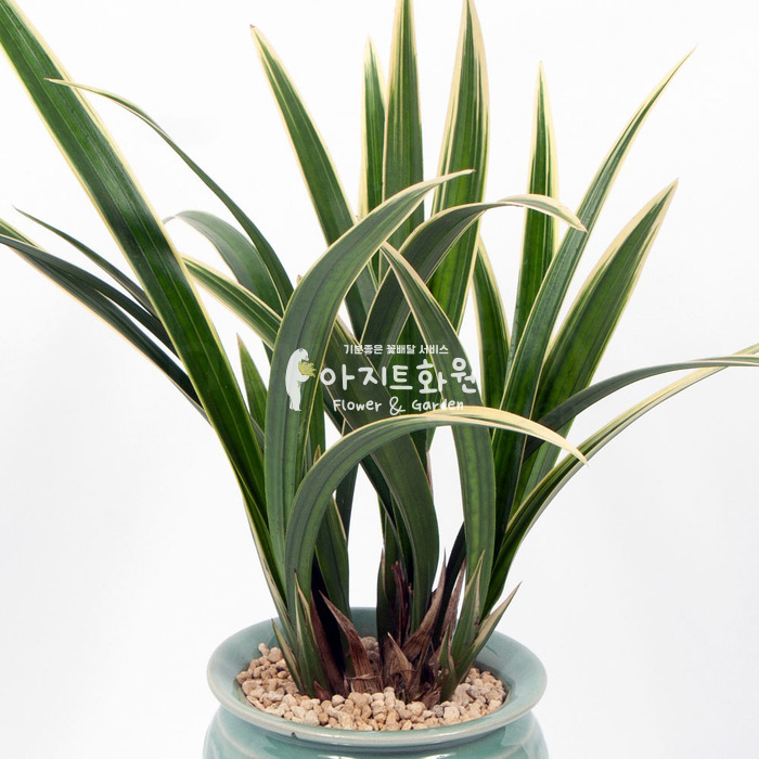 상세이미지