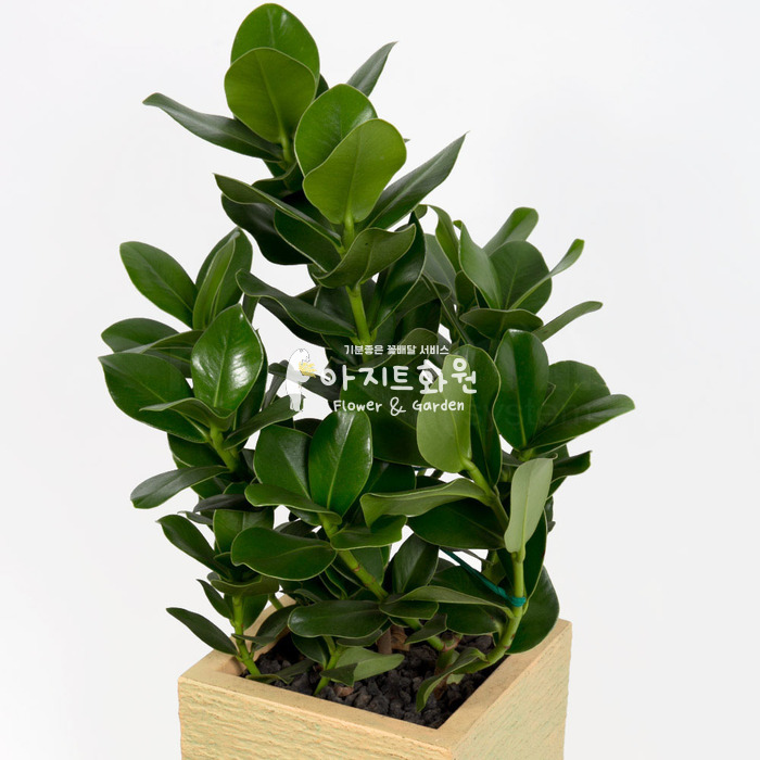 상세이미지