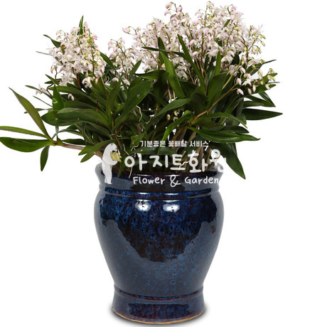 긴기아나f6002