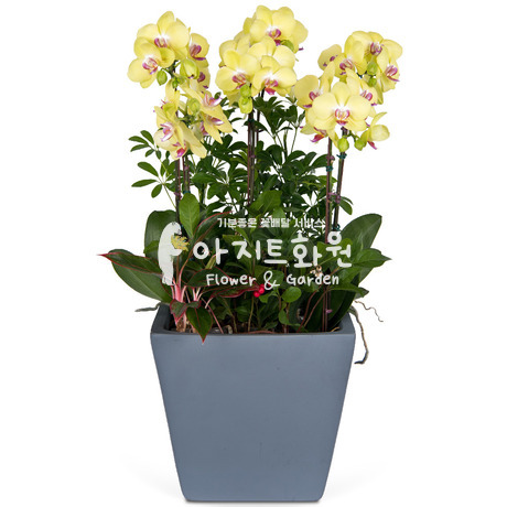노랑호접