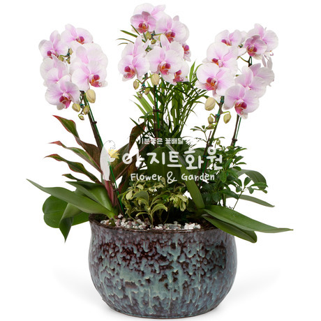 미니호접(연핑크)