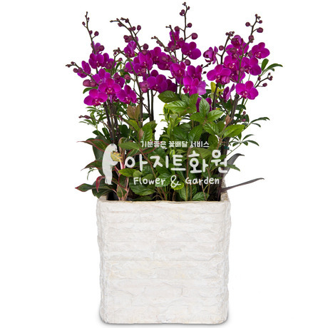 만천홍 f3006