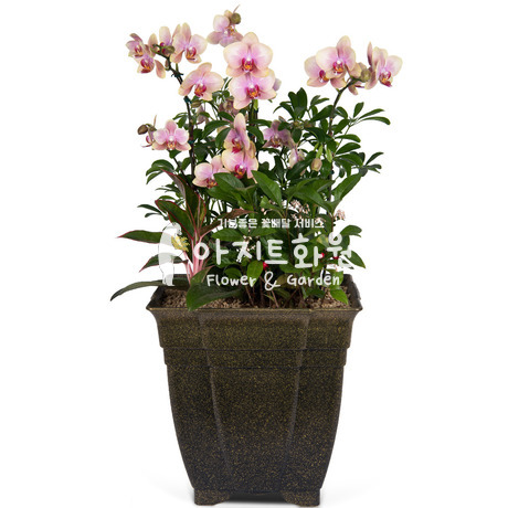 호접란 f5501