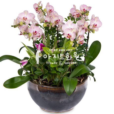 연핑크호접-849