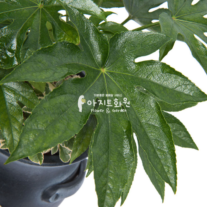 상세이미지