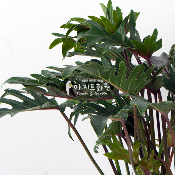 상세이미지
