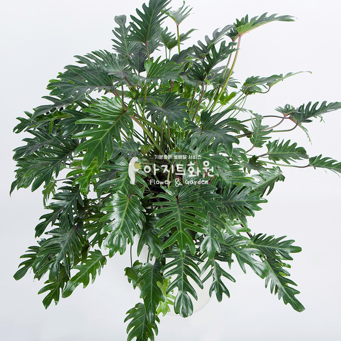 상세이미지