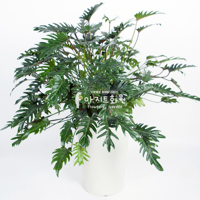 상세이미지