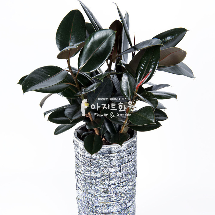 상세이미지