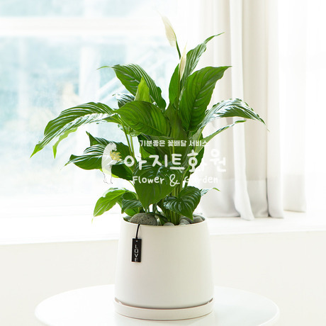 실내화초 스파티필름