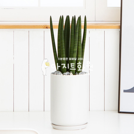 키우기쉬운 스투키